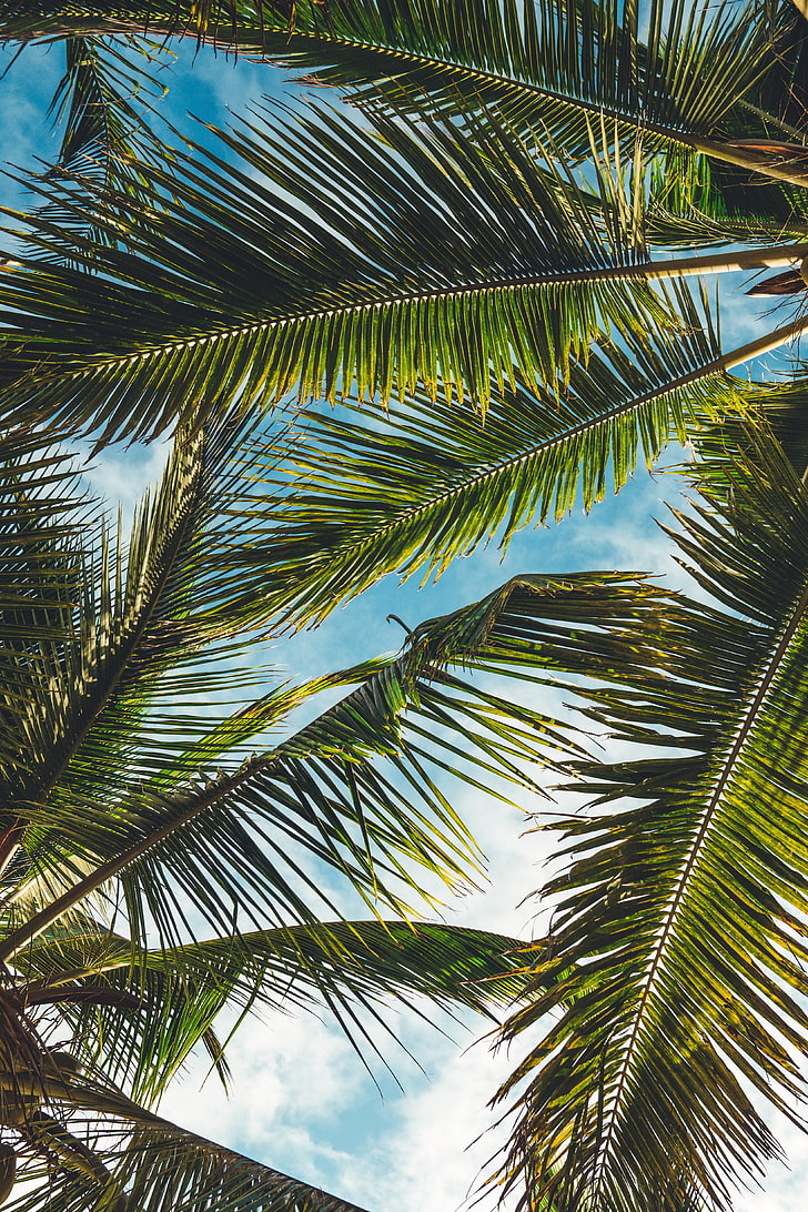 grönt kokospalmer, palmer, löv, grenar, tropiker, sommar, HD tapet, telefon tapet