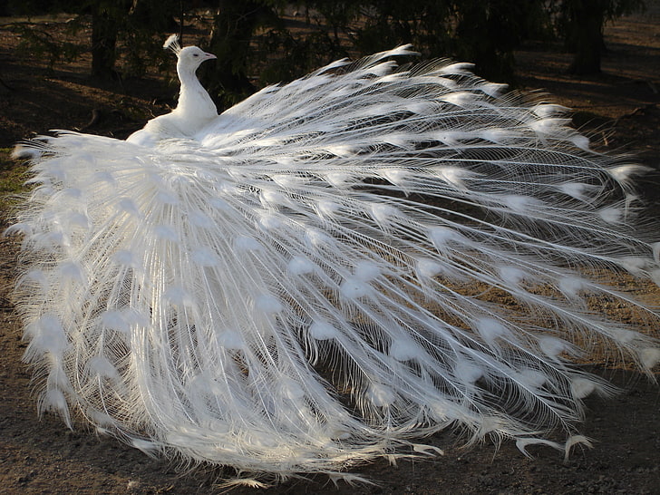 белая, птица, перья, хвост, павлин, альбинос, HD обои