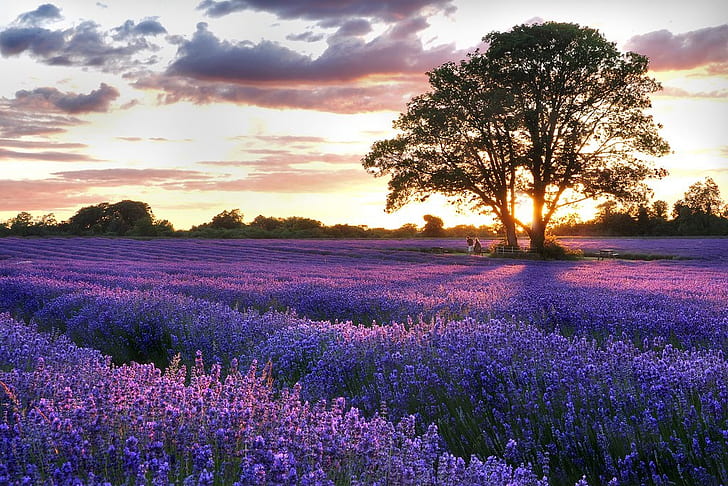 fält lavendel lavendel fält natur fält HD konst, natur, träd, himmel, fält, lavendel, HD tapet
