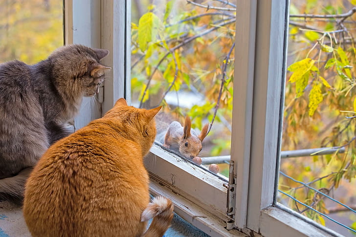 cats, window, squirrel, branch, cats, window, squirrel, branch, HD wallpaper