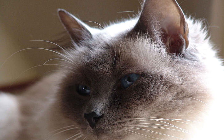 Мокко Бирман Кот, бирманский кот, очаровательны, милые, HD обои