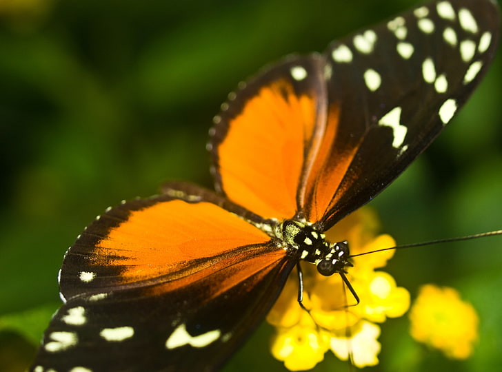 Kaplan Longwing kelebek, kahverengi, beyaz ve siyah kelebek, hayvanlar, böcekler, Londra, HD masaüstü duvar kağıdı