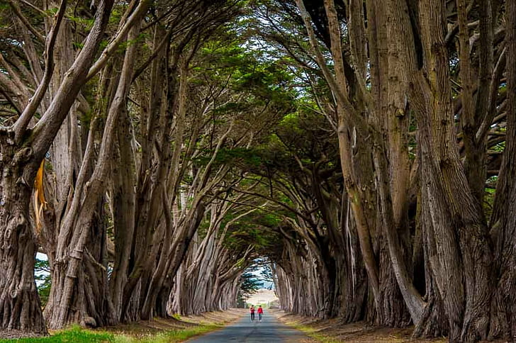 two people walking in between trees, Alice, wonderland, two people, walking in between, Ajay, Goel, World, color, Nikon  Nikkor, Decisive_Moment, Explore, Creative_Commons, landscape, USA, San_Francisco, Point_Reyes, Monterey_Cypress, Cypress_Tree, Tree_Tunnel, tree, nature, footpath, forest, outdoors, HD wallpaper