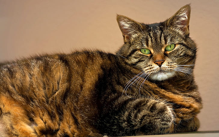 มุมมองด้านข้างของแมว, ตาสีเขียว, แมว, ด้านข้าง, มุมมอง, สีเขียว, ดวงตา, วอลล์เปเปอร์ HD