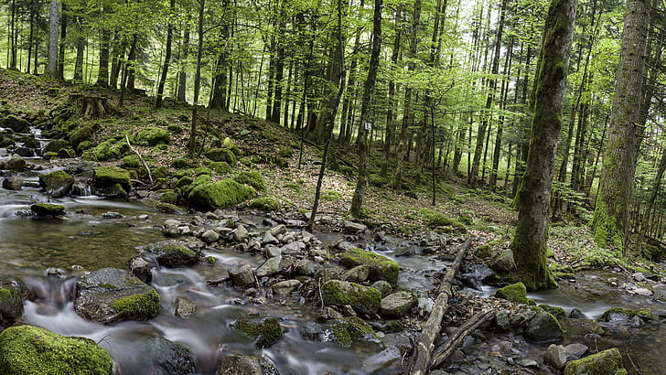 Forest Green Trees-Fluss-Strom schaukelt Steine ​​HD, Natur, Bäume, Grün, Wald, Felsen, Steine, Fluss, Strom, HD-Hintergrundbild
