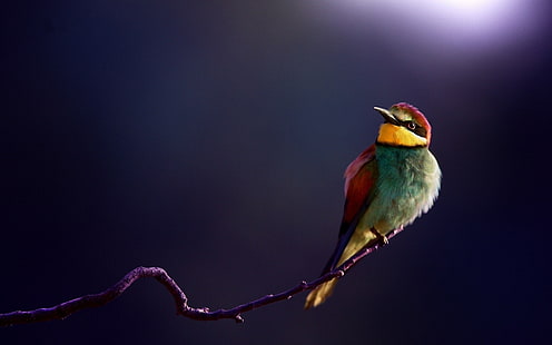 birds, animals, bee-eaters, HD wallpaper HD wallpaper