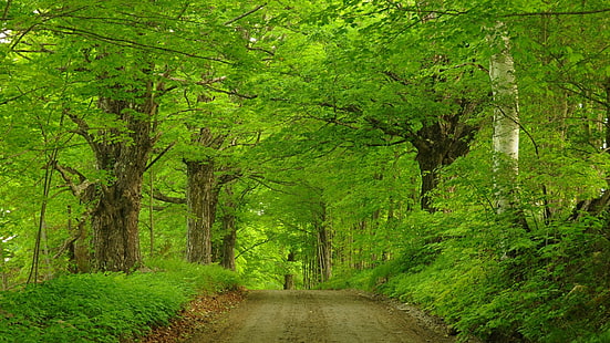 verde, bosque, naturaleza, reserva natural, bosque, árbol, arboleda, bosque antiguo, camino, Fondo de pantalla HD HD wallpaper
