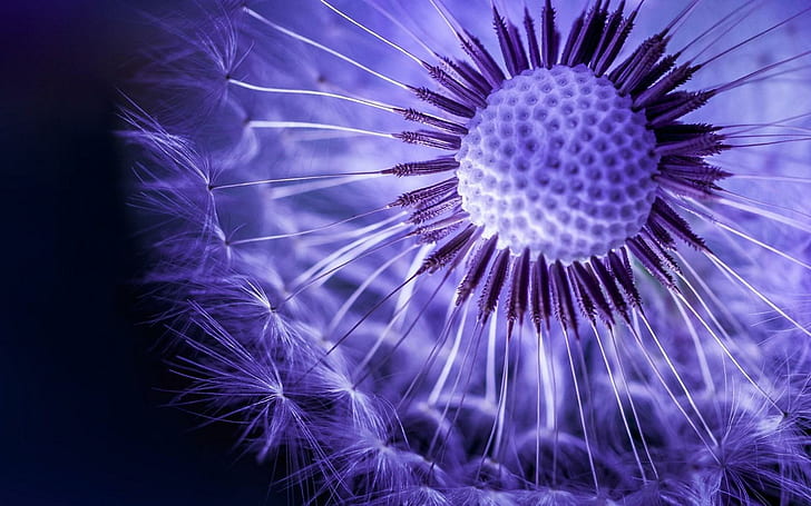 Löwenzahn-Makroblume, Löwenzahn, Makro, Blume, HD-Hintergrundbild