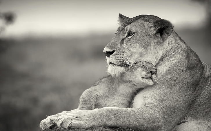 lioness, lion, white, animal, family, HD wallpaper