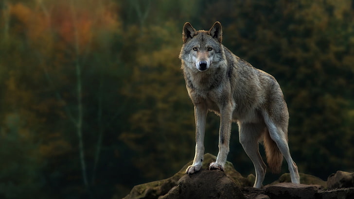 gray wolf, wolf, HD wallpaper
