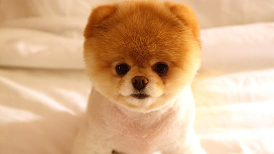 cangkir teh putih dan coklat Pomeranian, anak anjing, moncong, lucu, lembut, Wallpaper HD HD wallpaper