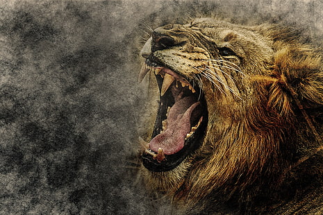 ilustração de leão, leão, arte, sorriso, focinho, HD papel de parede HD wallpaper
