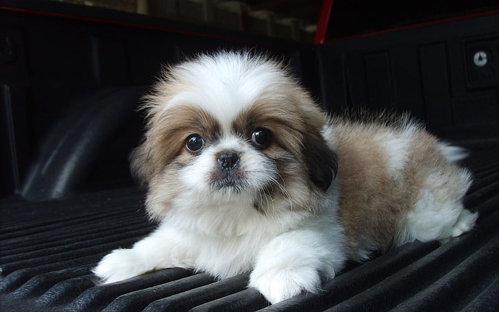 brown and white shih tzu puppy, puppy, baby, dog, down, fluffy, HD wallpaper