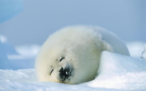 foca blanca, foca, roja, dormir, nieve, Fondo de pantalla HD HD wallpaper