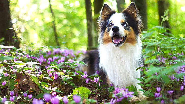 verdes, bosque, mira, flores, naturaleza, pose, fondo, claro, perro, primavera, cachorro, bokeh, ciclamen, el border collie, ojos extraños, Fondo de pantalla HD