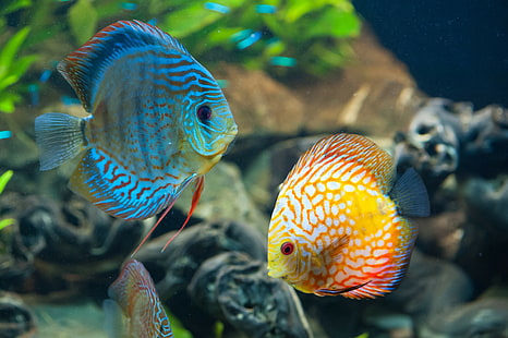 الحيوانات ، الأسماك ، تحت الماء ، الحياة البحرية الملونة ، الطبيعة، خلفية HD HD wallpaper