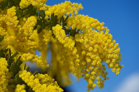 giallo, grappolo, Mimosa, Sfondo HD HD wallpaper