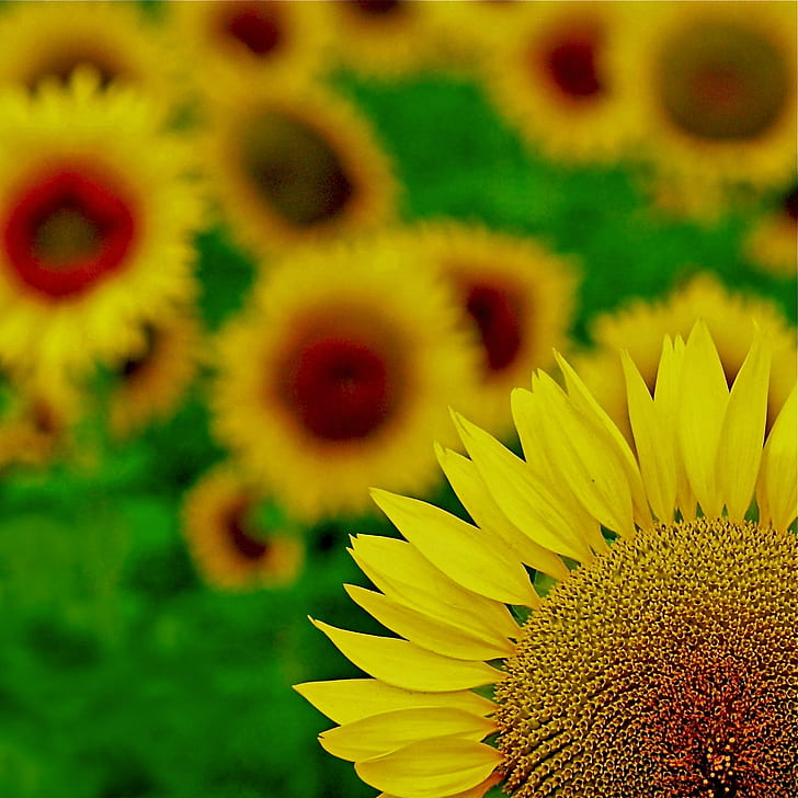 gelbe Sonnenblume in Nahaufnahmen, Explored, gelb, Sonnenblume, Nahaufnahmen, tournesol, van gogh, arles, provence, vincent, natur, pflanze, sommer, landwirtschaft, blume, samen, blütenblatt, draussen, feld, wachstum,Schönheit in der Natur, HD-Hintergrundbild