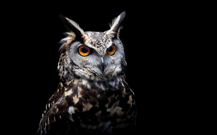 Owl eyes HD wallpapers free download | Wallpaperbetter