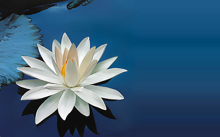 Lotus, bunga, tropis, 1920x1200, foto 4k, Wallpaper HD