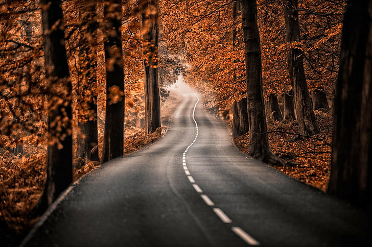 Road in nature, Road in nature, best, HD wallpaper