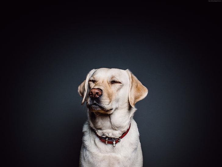 Labrador, pies, 4K, słodkie zwierzaki, śmieszne zwierzęta, Tapety HD