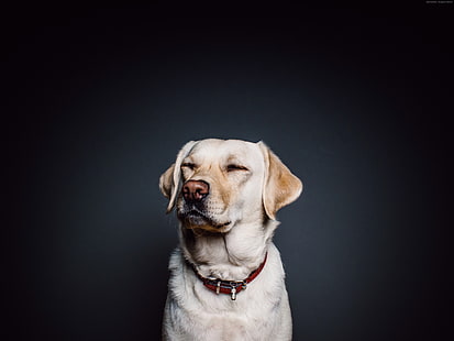 Labrador, cane, 4K, simpatici animali, animali divertenti, Sfondo HD HD wallpaper