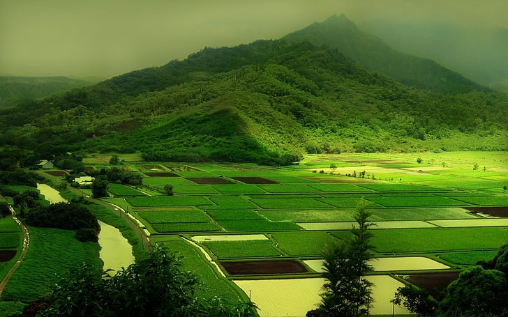 الحقول الخضراء ، تصوير عين الطيور لحقول المزارع ، الطبيعة ، المناظر الطبيعية، خلفية HD