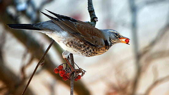 الحيوانات والطيور والعصفور والغذاء والفرع، خلفية HD HD wallpaper