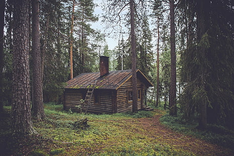maison en bois marron, cabine entourée d'arbres forestiers, paysage, nature, arbres, automne, cabane, sauna, cabine, Fond d'écran HD HD wallpaper