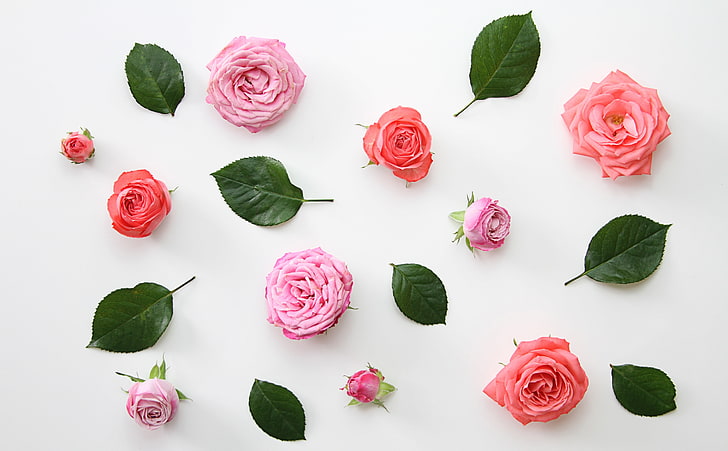 Pink Roses Flowers Design, pink and red roses, Aero, White, Roses, Pink, Flowers, Design, Leaves, Coral, Buds, floral, Arrangement, HD wallpaper