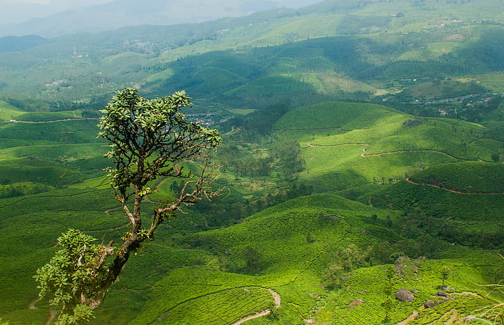 montanha verde sob o céu azul, sente-se, montanha verde, céu azul, munnar, kerala, índia, paisagem, propriedade de chá, trekking, natureza, montanha, colina, ásia, agricultura Cena rural, cor verde, fazenda, ao ar livre, campoárvore, HD papel de parede