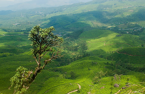 зелена планина под синьо небе \, Усеща се като, зелена планина, синьо небе, мунар, Керала, Индия, пейзаж, чайно имение, трекинг, природа, планина, хълм, Азия, селско стопанство, селски сцена, зелен цвят, ферма, на открито, поле , scenics, дърво, HD тапет HD wallpaper