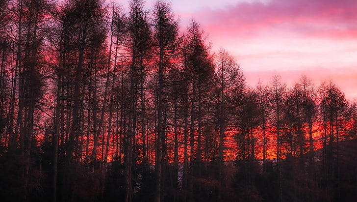 Earth, Forest, Dark, Nature, Red, Sunset, Tree, HD wallpaper |  Wallpaperbetter