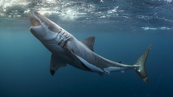 djur, Great White Shark, under vattnet, haj, HD tapet HD wallpaper