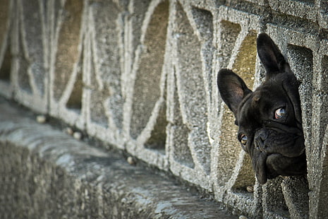adult black French bulldog, french bulldog, peep, dog, fence, HD wallpaper HD wallpaper