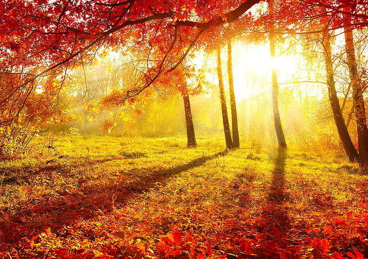 много лиственных деревьев, осень, листья, деревья, природа, утро, красиво, береза, желтый фон, HD обои