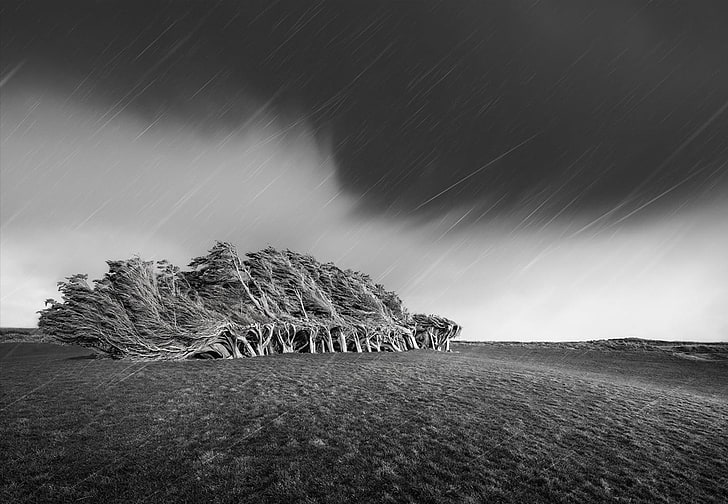 black and white zebra print bed sheet, nature, rain, trees, wind, steppe, dark, clouds, monochrome, HD wallpaper