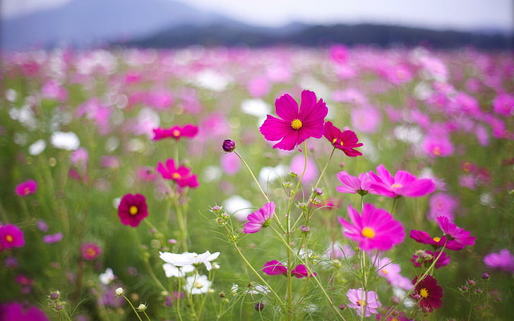 Pink Kosmeya, цвете, природа, розово, kosmeya, HD тапет
