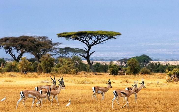 стадо антилоп, природа, пейзаж, саванна, животные, живая природа, Африка, HD обои
