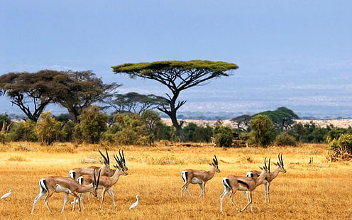 herd of antelopes, nature, landscape, savannah, animals, wildlife, Africa, HD wallpaper HD wallpaper