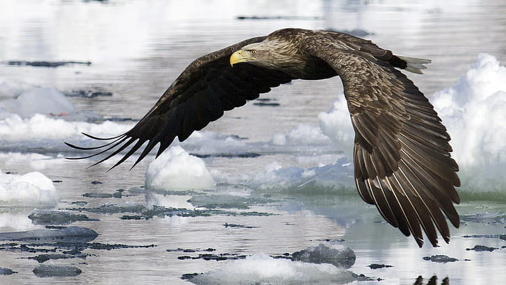 white tailed eagle, HD wallpaper