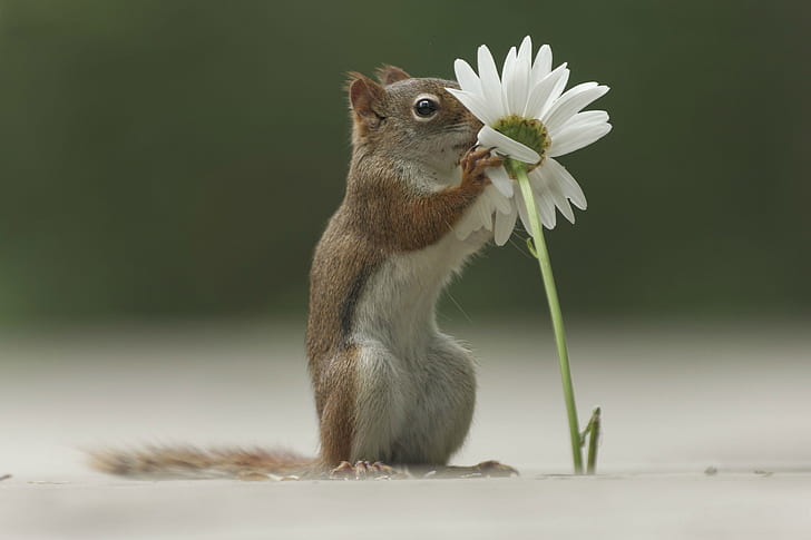 flower, grass, Daisy, protein, forest, squirrel, Emi, HD wallpaper