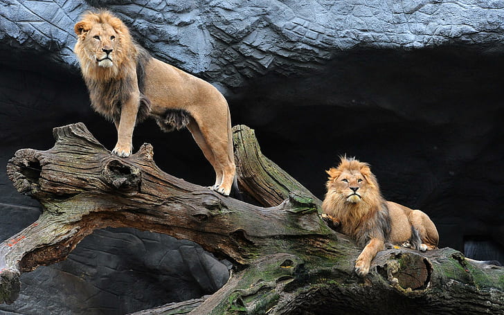 Majestic Pair Of Lions, koty, zwierzęta, lwy, dzika przyroda, Tapety HD