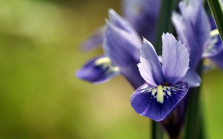фиолетовый ирис цветок, цветок, растение, лепестки, фон, HD обои