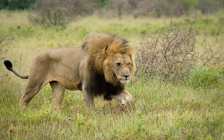 Fantastiskt lejon i naturen, brunt lejon, lejon, hd, natur, bäst, djur, HD tapet