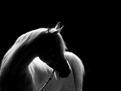 white horse, NO ONE, PERFECT, EXPLORE, white horse, horse, black Background, black And White, women, blond Hair, one Person, HD wallpaper HD wallpaper