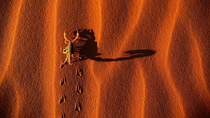Nice Scorpio In Desert, ładny, skorpion, pustynia, Tapety HD