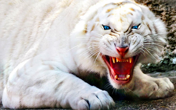 Кошки, Белый Тигр, Альбинос, Тигр, Белый, HD обои