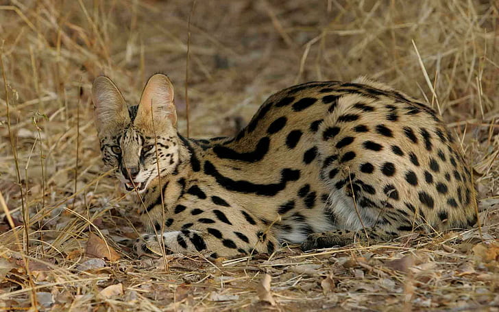 Serval Cat, katter, ungar, stora katter, djur, natur, kattungar, HD tapet